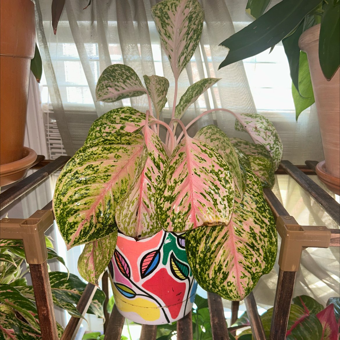 Aglaonema 'Sparkling Sarah' plant with pink and green variegated leaves in a colorful pot on a wooden shelf.