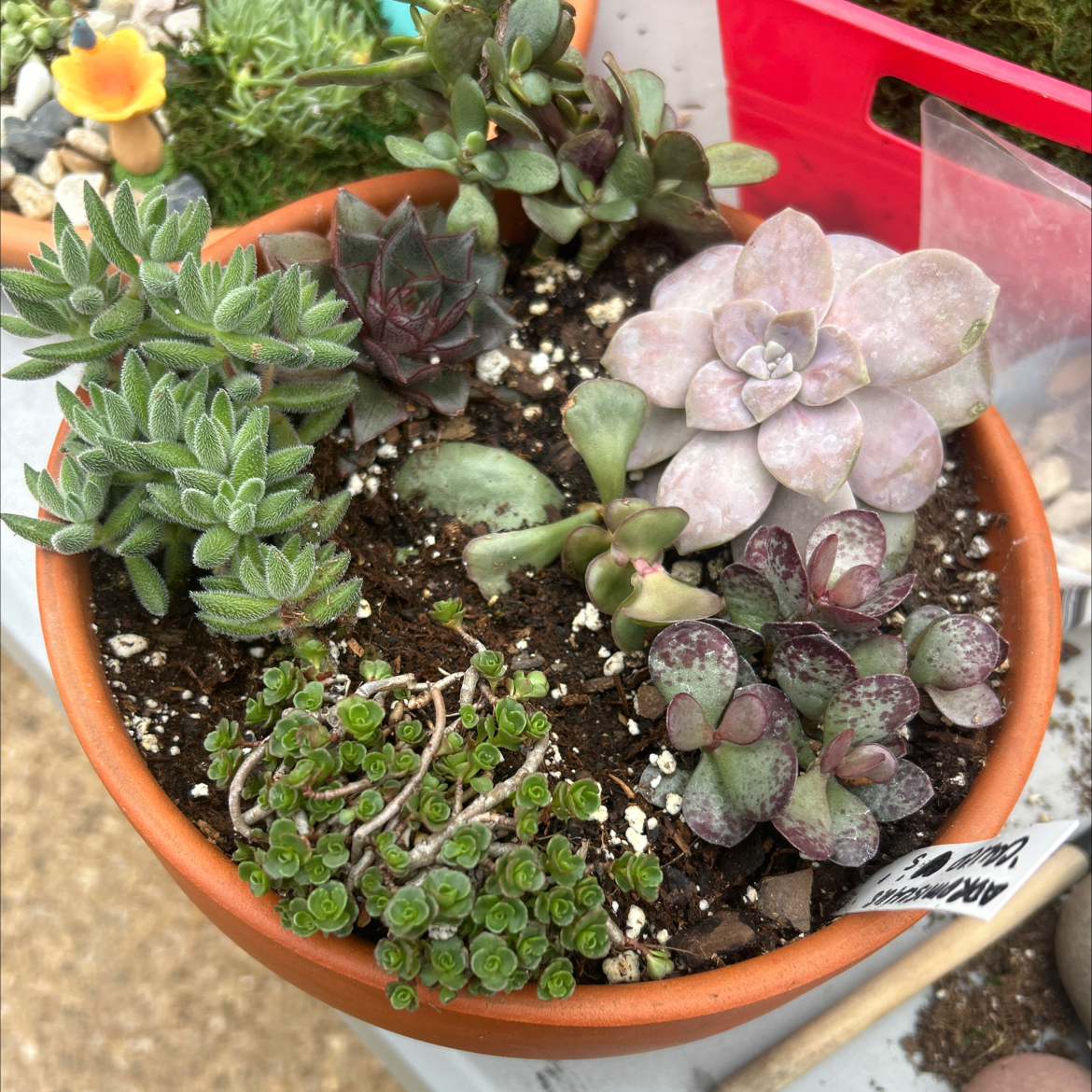 Potted arrangement of various healthy succulents, including Calico Hearts, with visible soil.