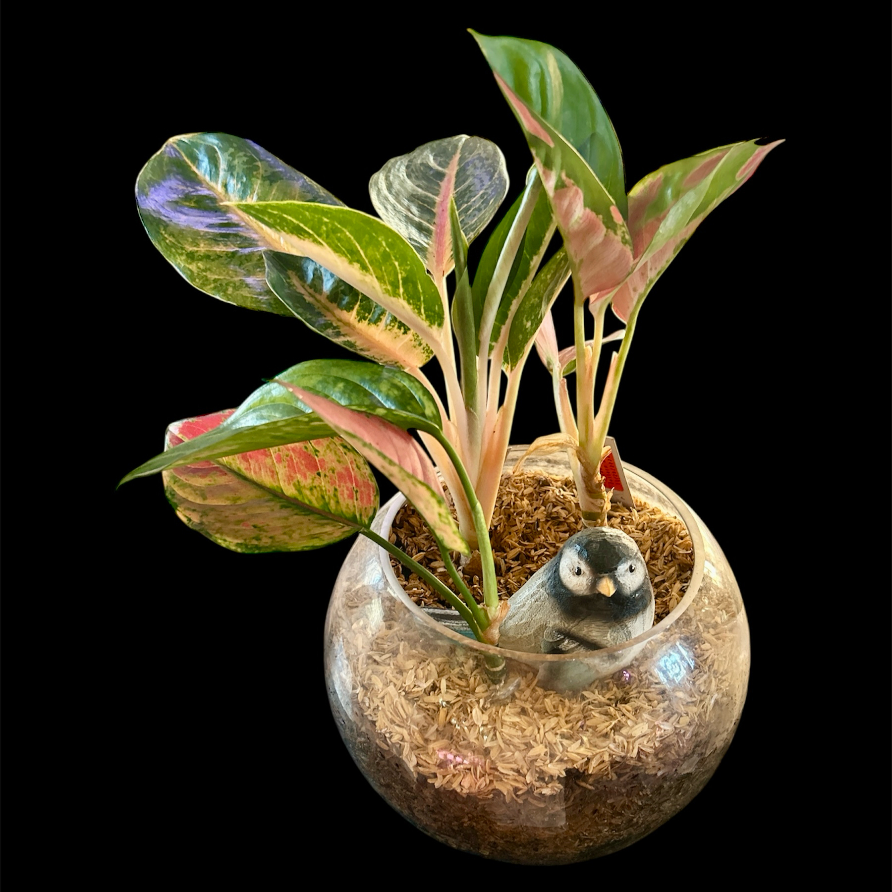 Photo of the plant species Chinese evergreen by @YammieOf3 named Aggie LRR Emerald Pink on Greg, the plant care app