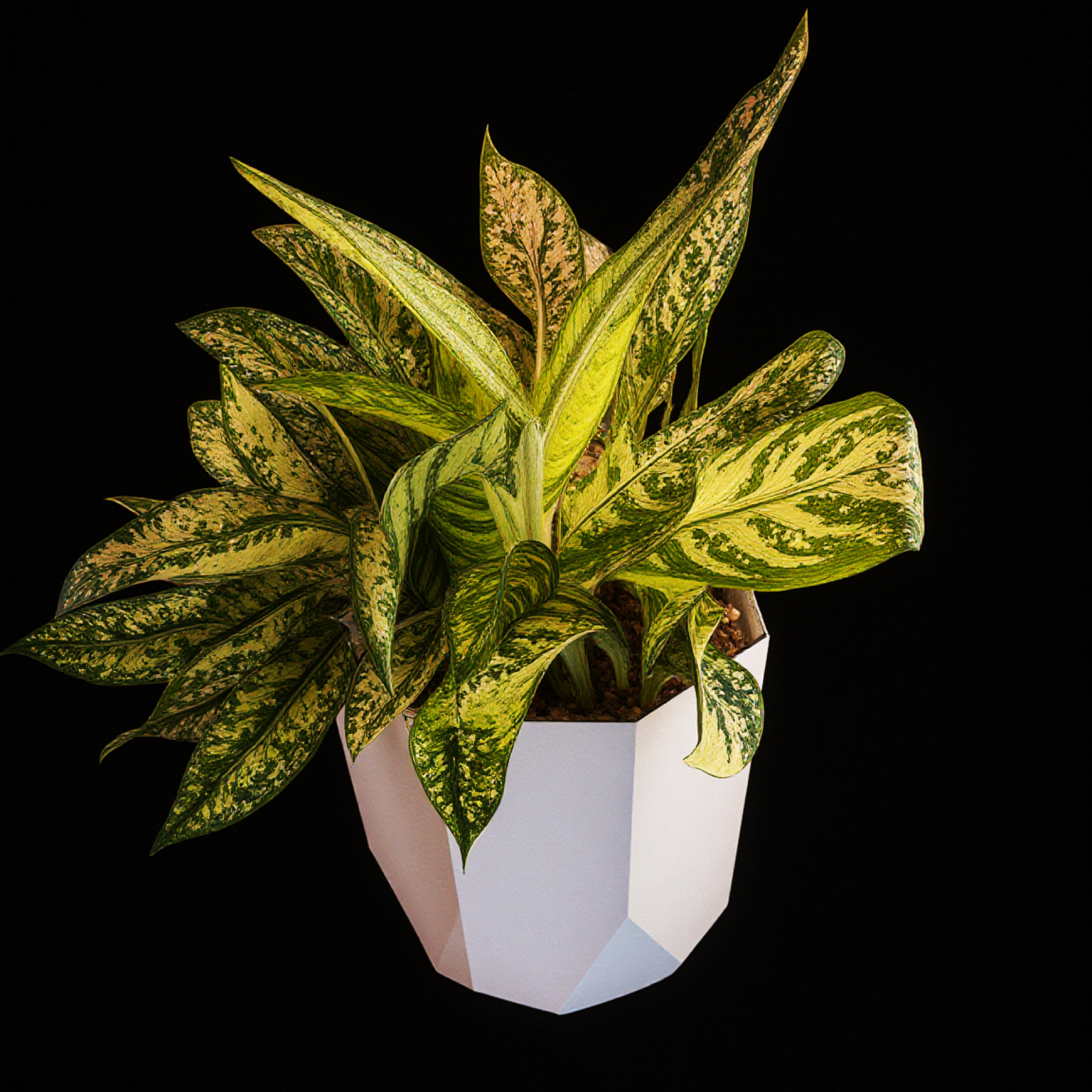 Photo of the plant species chinese evergreen by @YammieOf3 named Aggie FLOOR04 (5 plants) on Greg, the plant care app