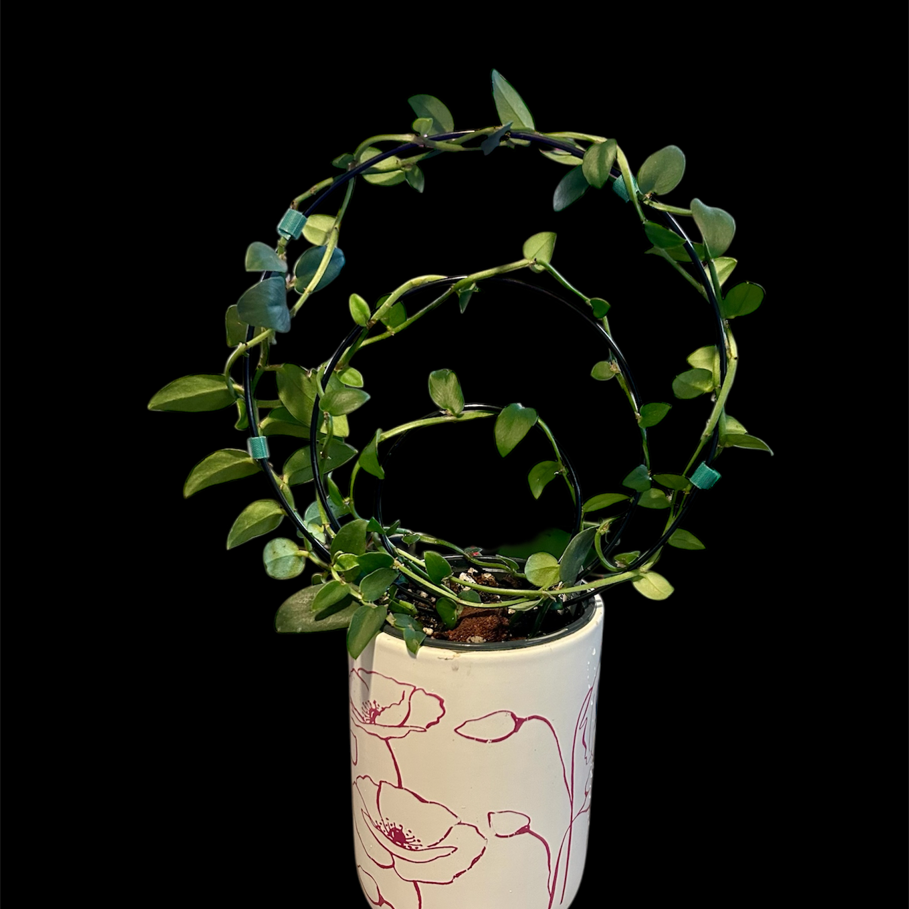 Photo of the plant species Rhaphidophora latevaginata by @YammieOf3 named Hoya MRR1 Rhaphidiphora latevaginata on Greg, the plant care app