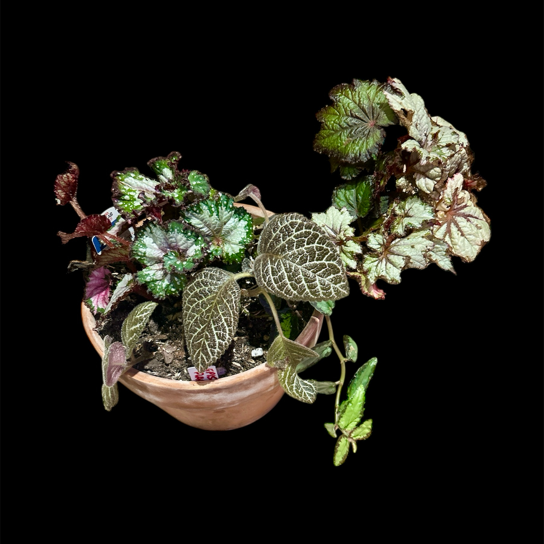 Photo of the plant species Brazilian Lady Begonia by @YammieOf3 named Begonia FDR Rex/Epesia on Greg, the plant care app