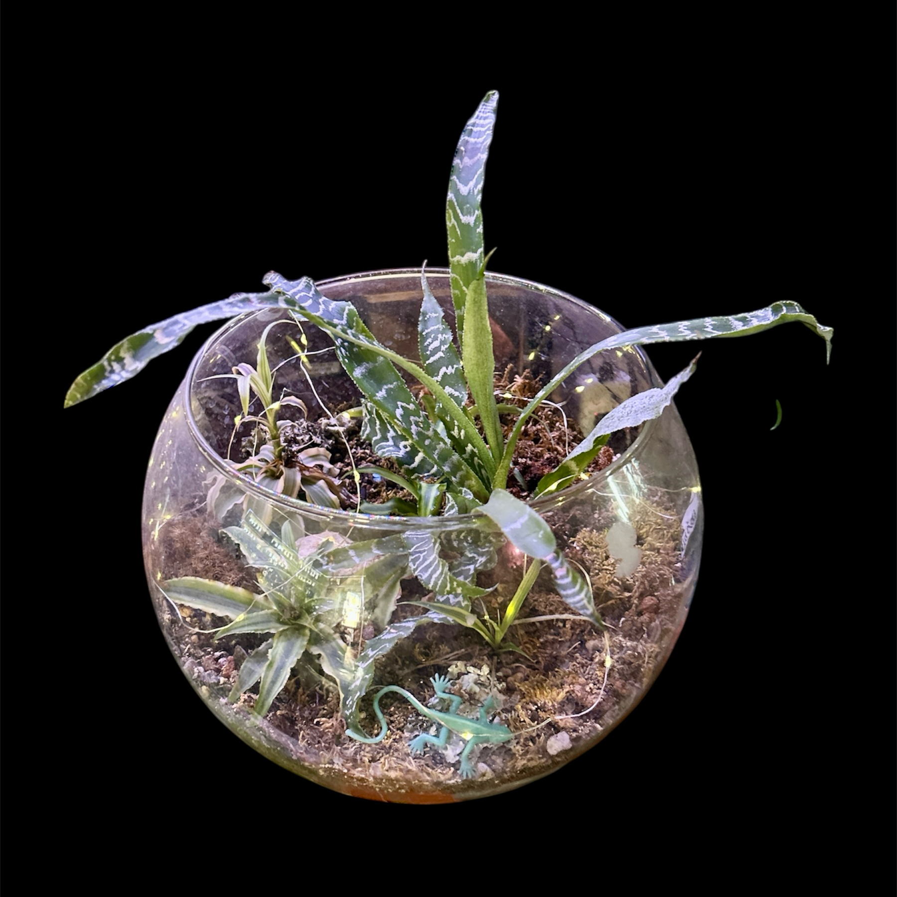 Photo of the plant species Tillandsia Moonlight Air Plant by @YammieOf3 named Bromeliad RET Racinaea spiculosa on Greg, the plant care app