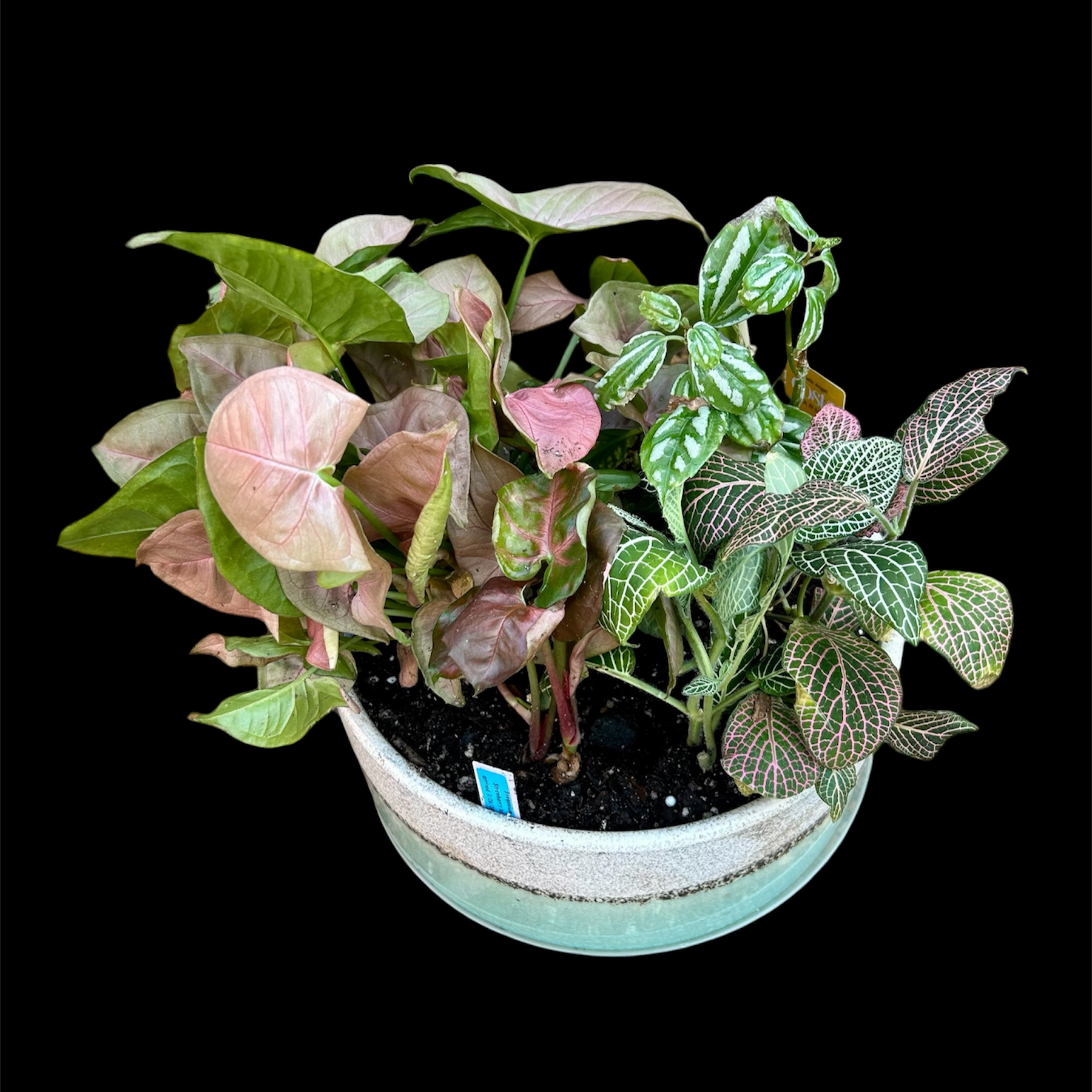Photo of the plant species Stainless Steel by @YammieOf3 named Syngonium LRR multi plant arrangement on Greg, the plant care app