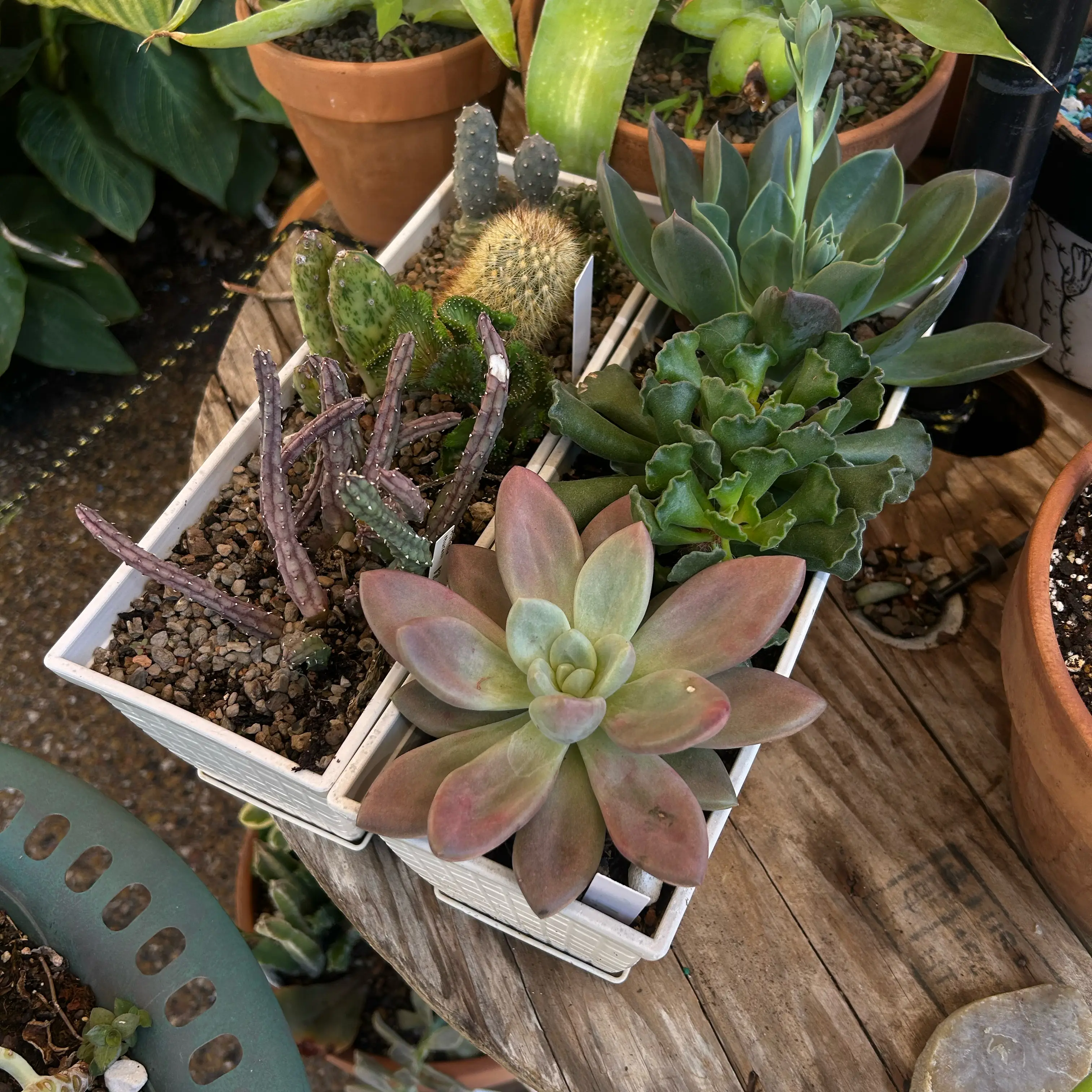 Photo of the plant species Opuntia 'Desert Snow Pine' by @YammieOf3 named Cactus FP mixed varieties on Greg, the plant care app