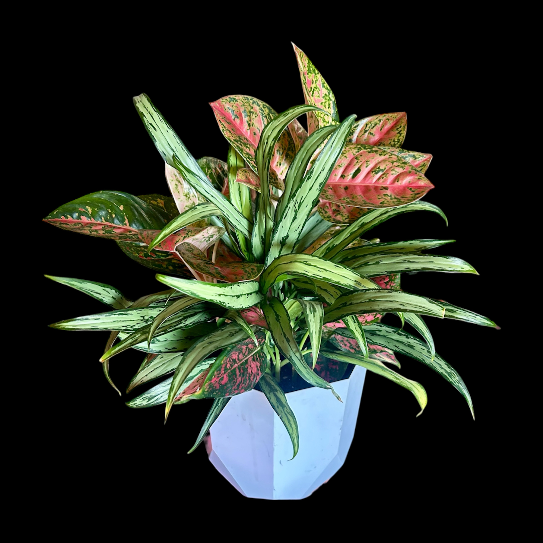 Photo of the plant species Assorted Aglaonema by @YammieOf3 named Aggie FLOOR10 Arrangement on Greg, the plant care app