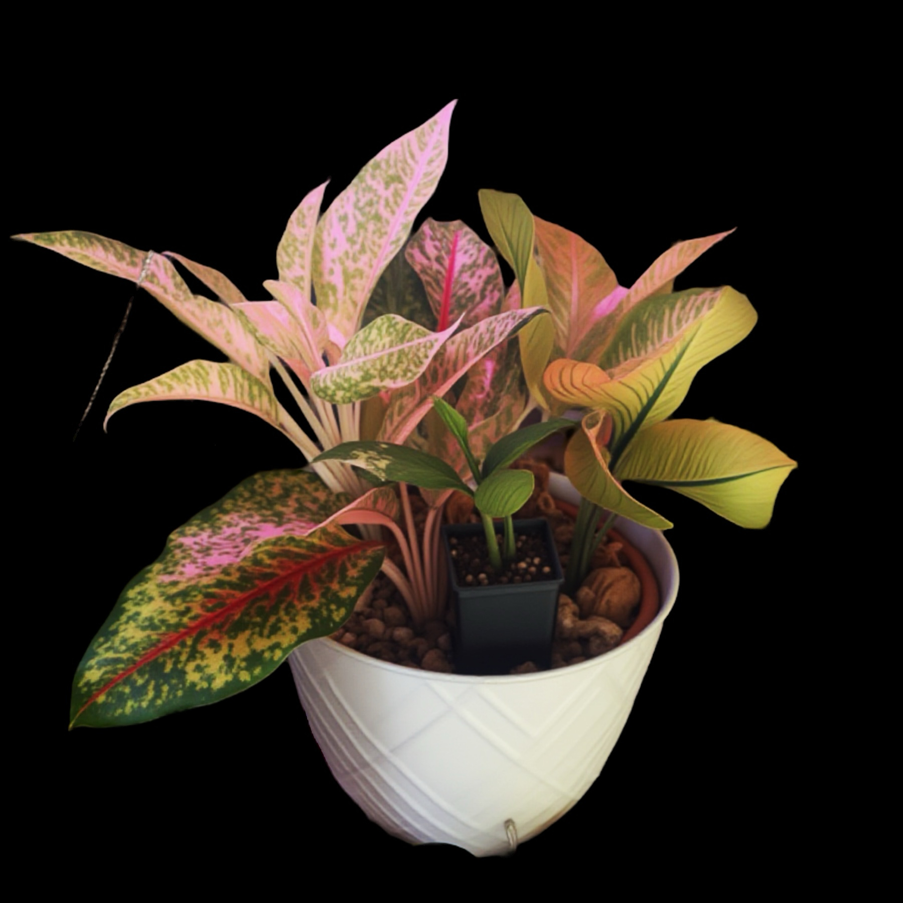 Photo of the plant species Chinese Evergreen by @YammieOf3 named Aggie FLOOR12 Arrangement (RARE) on Greg, the plant care app