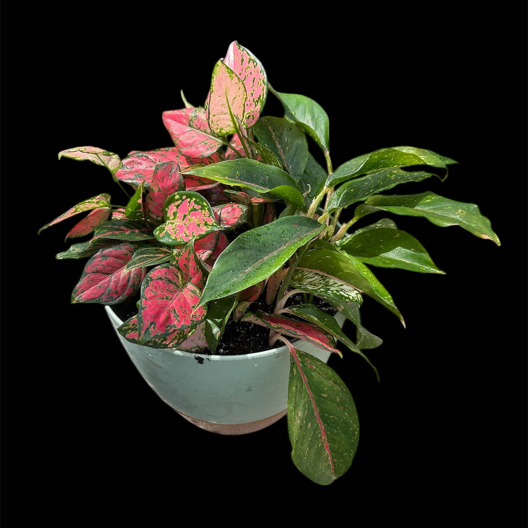 Photo of the plant species Assorted Aglaonema by @YammieOf3 named Aggie FLOOR05 ‘NightSparkle/WhiteAnyame’ on Greg, the plant care app