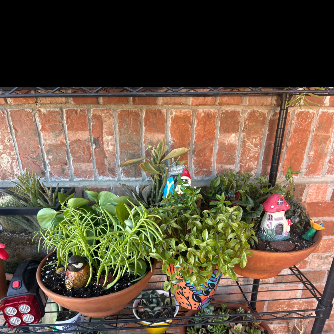 Photo of the plant species Piperaceae by @YammieOf3 named Peperomia FP ‘Piperaceae’ on Greg, the plant care app