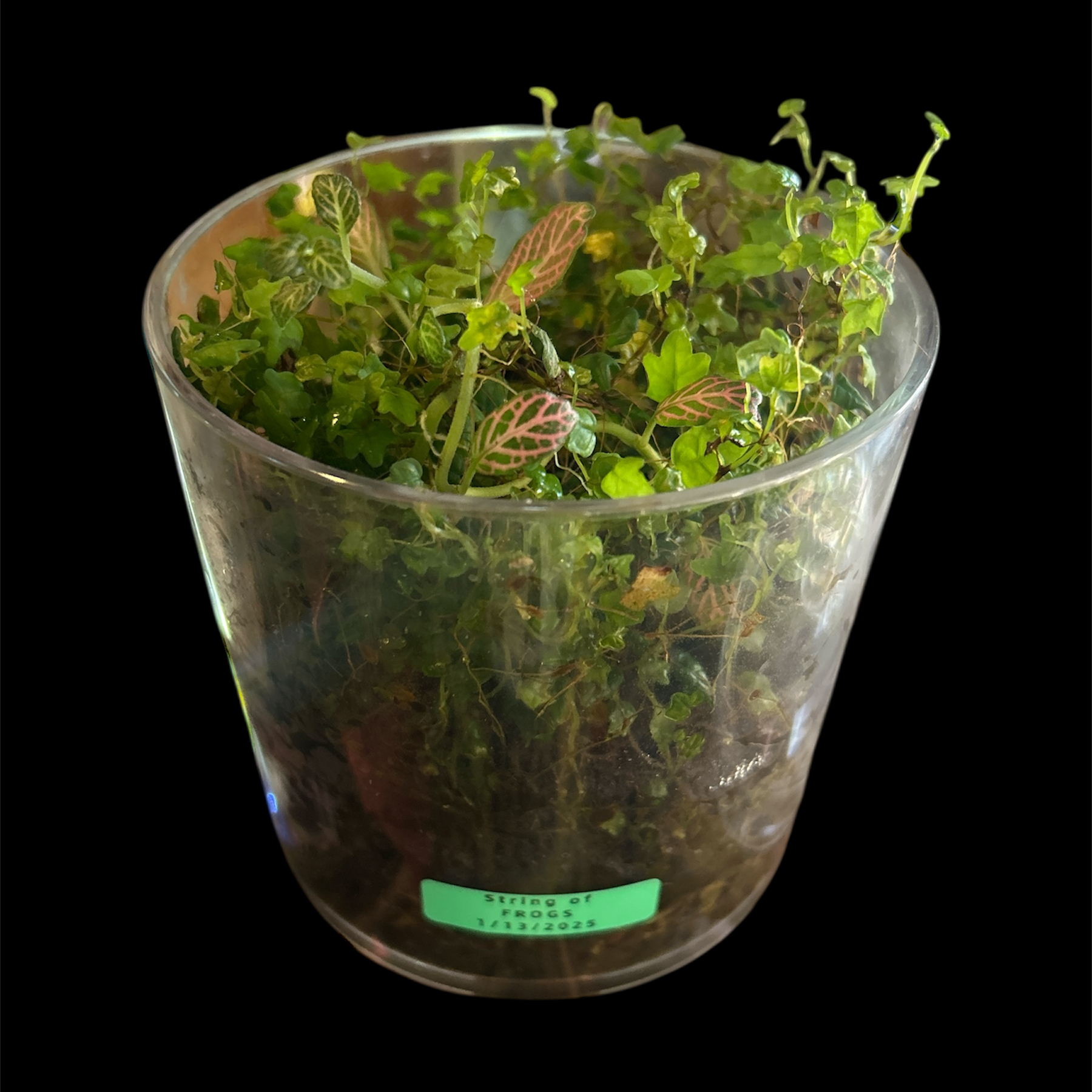 Photo of the plant species Ficus 'String of Frogs' by @YammieOf3 named String of Frogs BDR on Greg, the plant care app