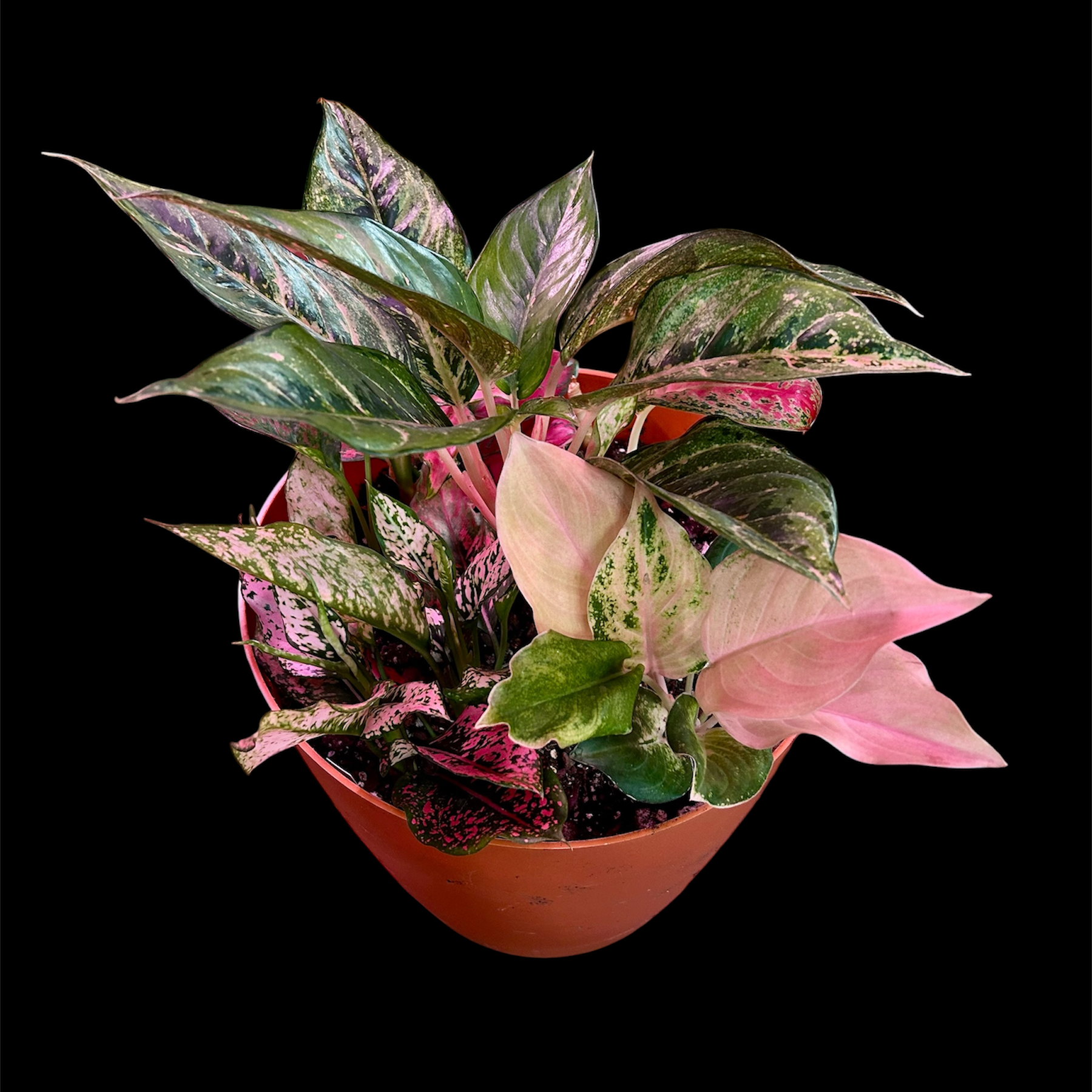 Photo of the plant species Aglaonema by @YammieOf3 named Aggie UNST3 Arrangement on Greg, the plant care app
