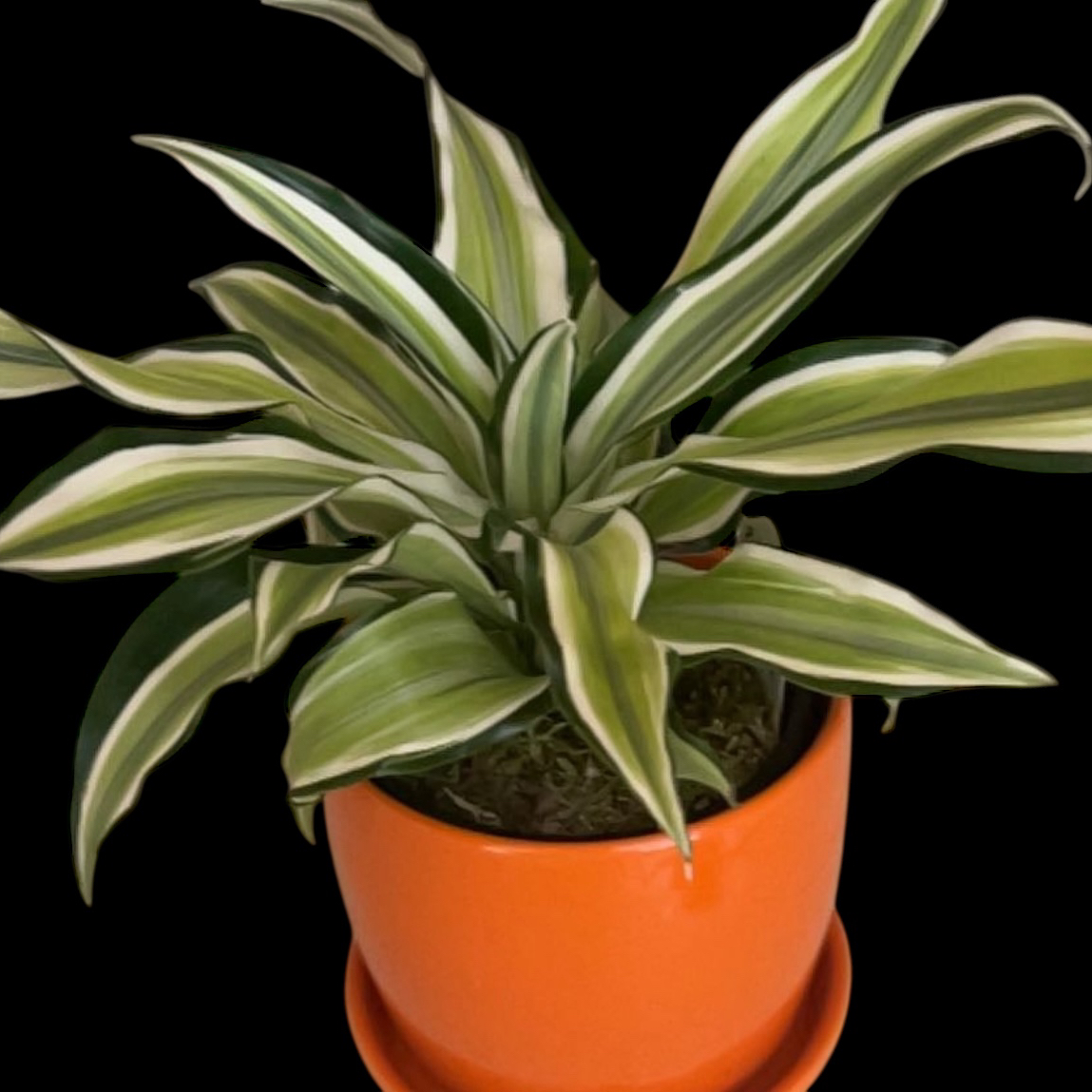 Photo of the plant species Dracaena 'Compacta Malaika' by @YammieOf3 named CHELSEA’s PLANT on Greg, the plant care app
