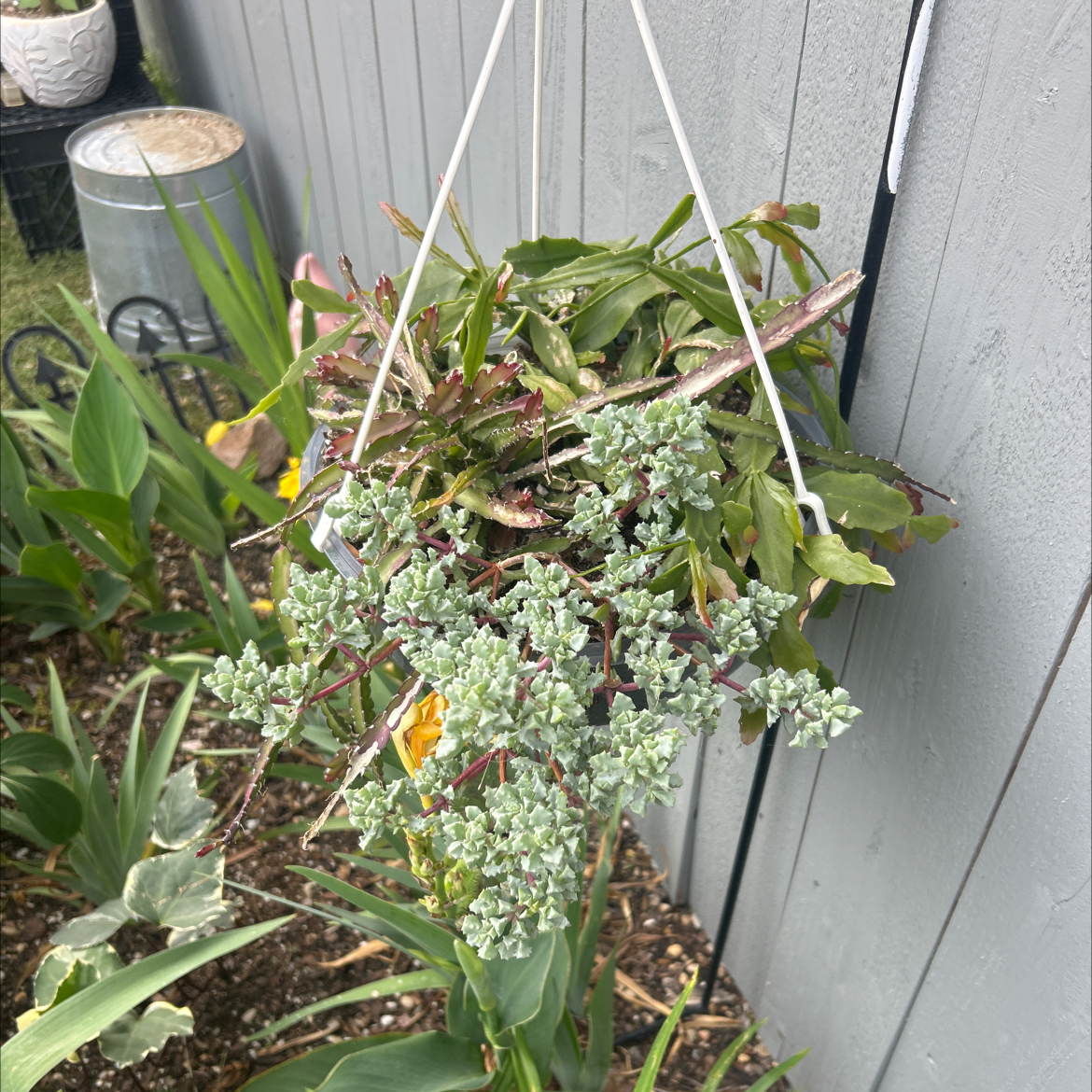 Photo of the plant species misteltoe cactus by @YammieOf3 named Rhipsalis BYFence on Greg, the plant care app