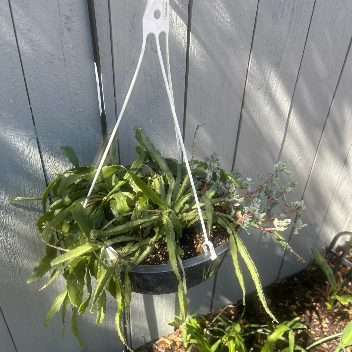 Photo of the plant species misteltoe cactus by @YammieOf3 named Rhipsalis BYFence on Greg, the plant care app