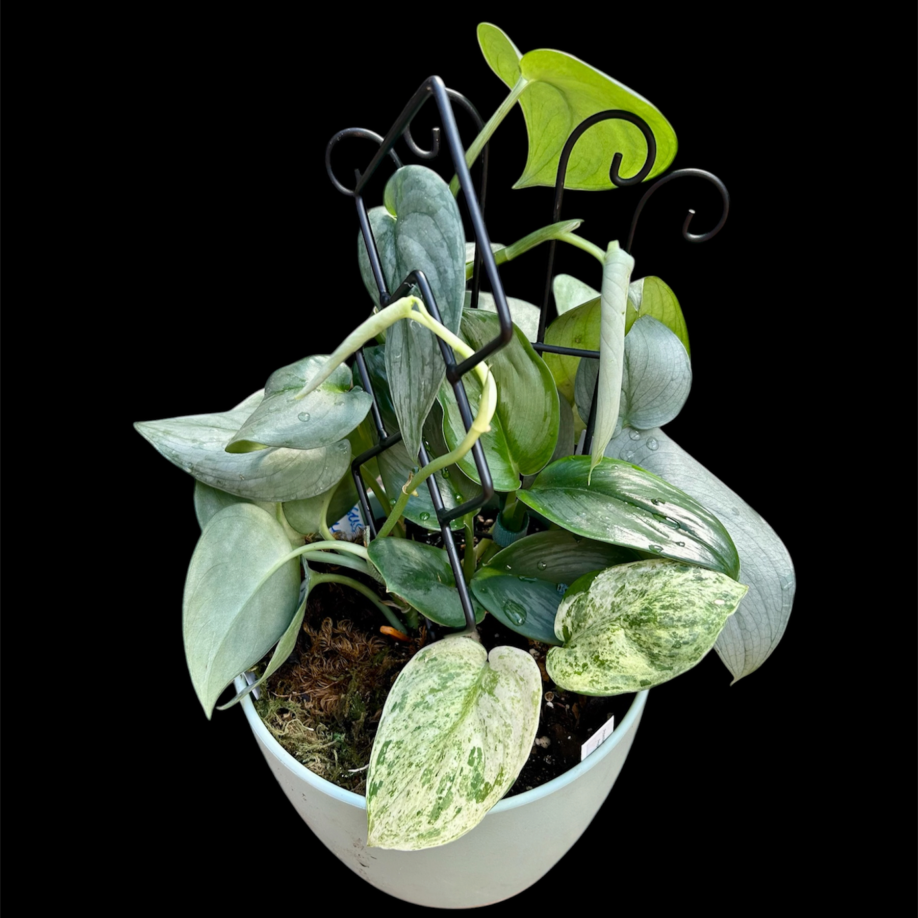 Photo of the plant species Satin Pothos by @YammieOf3 named Scindapsus BDR ‘Platinum’ on Greg, the plant care app