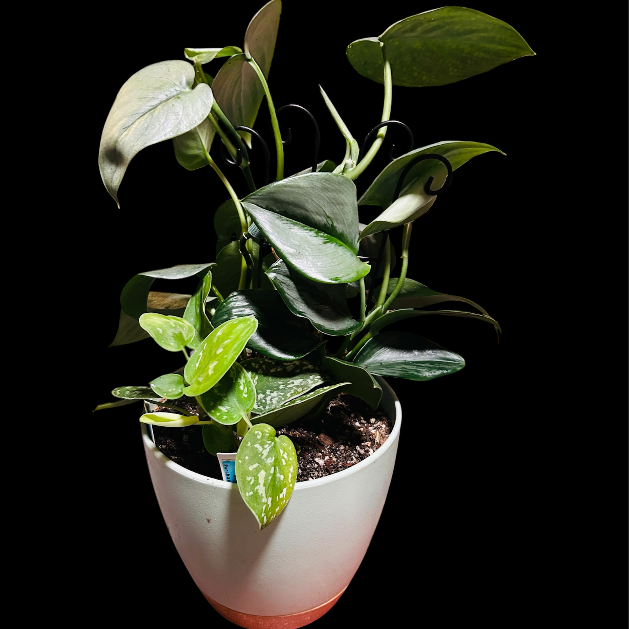 Photo of the plant species Satin Pothos by @YammieOf3 named Scindapsus BDR ‘Platinum’ on Greg, the plant care app