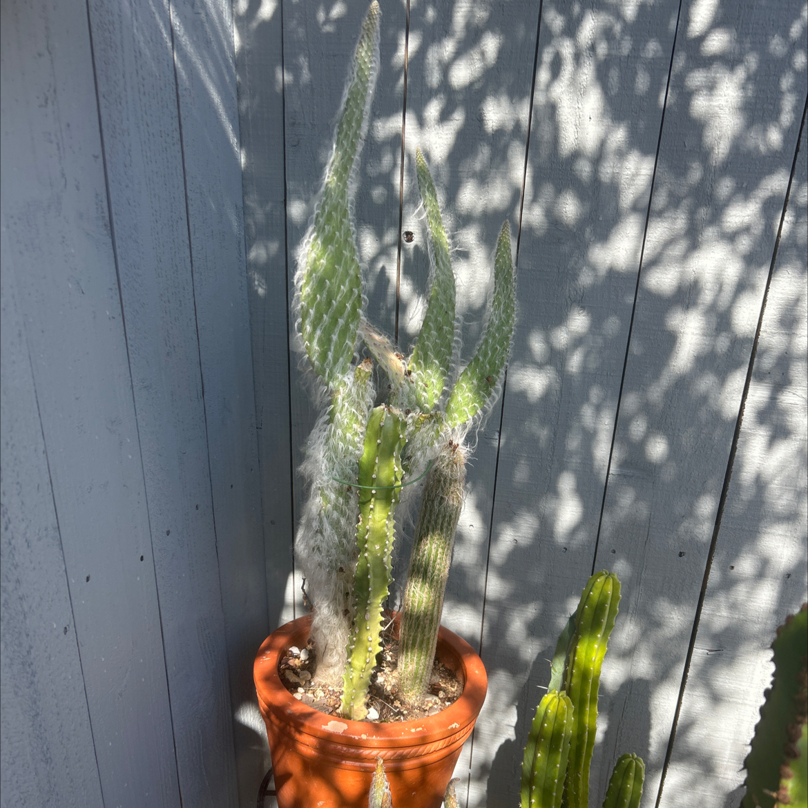 Photo of the plant species Gymnosporia royleana by @YammieOf3 named Cactus FOUNTAIN Royleana Spurge on Greg, the plant care app