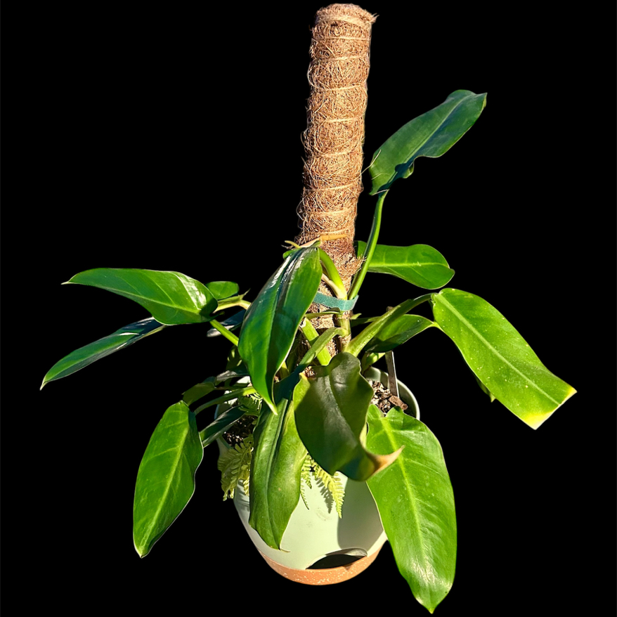 Photo of the plant species Philodendron 'Ruaysap' by @YammieOf3 named Philo BDRMW Ruaysup/Longilobotum on Greg, the plant care app