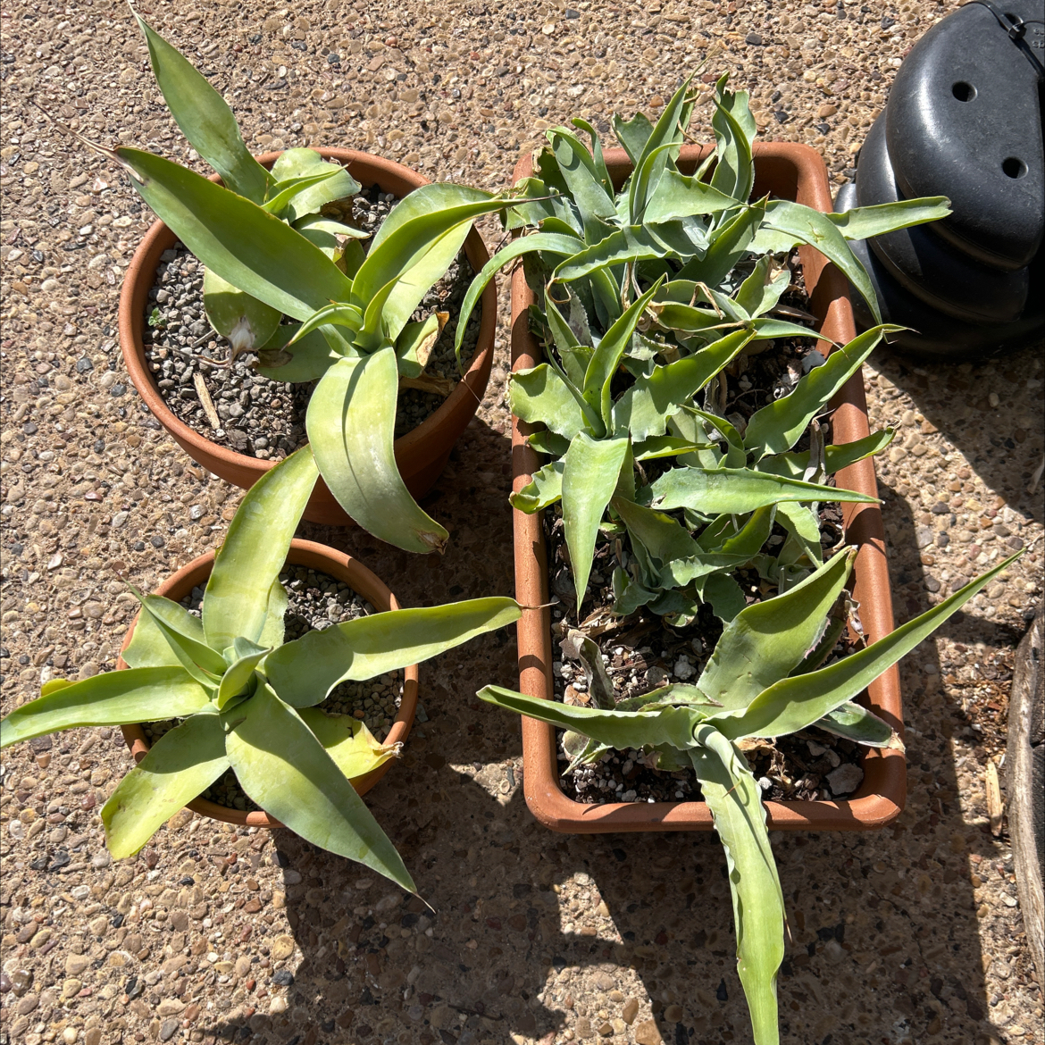 Photo of the plant species Octopus Agave by @YammieOf3 named Agave pallet Octopus’ on Greg, the plant care app