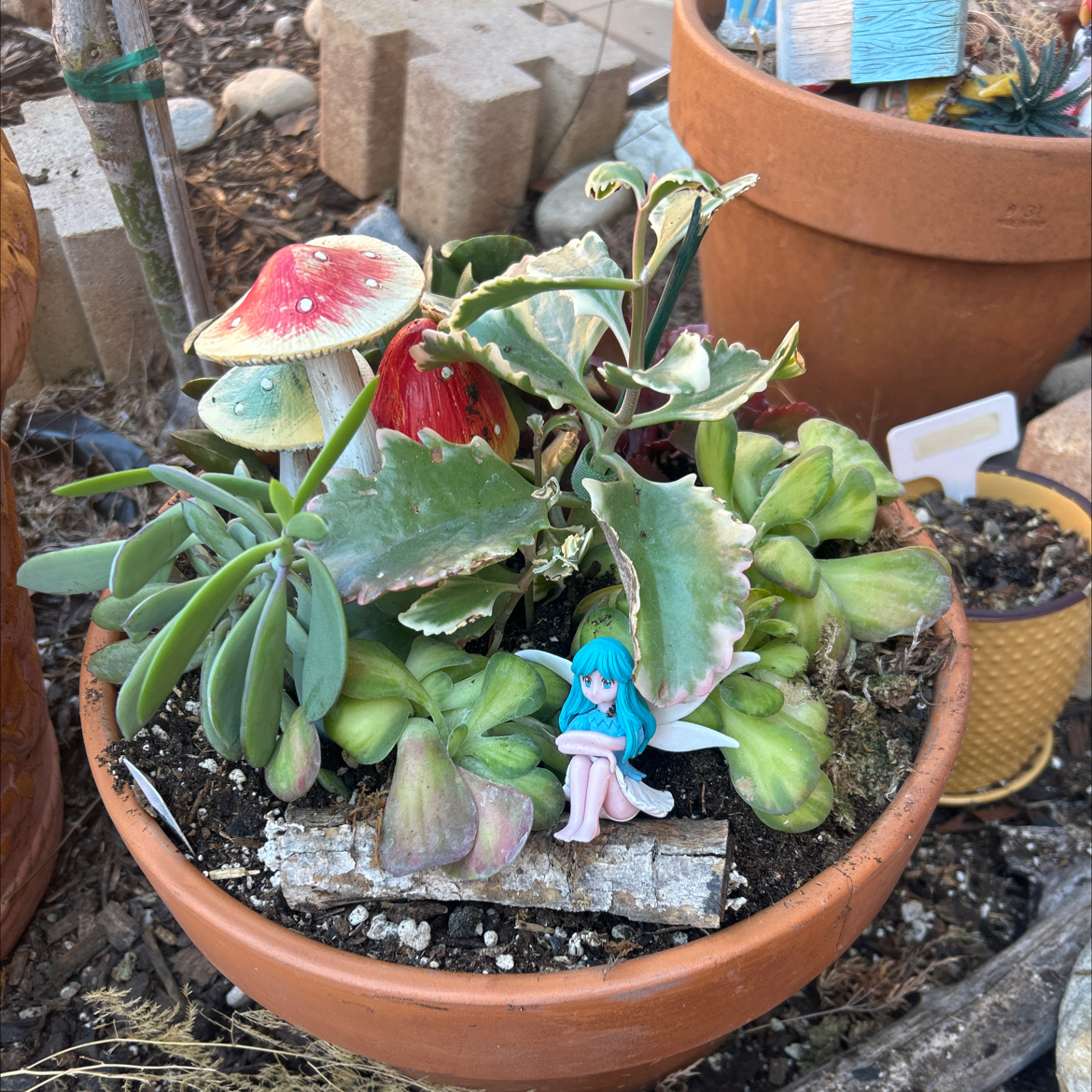 Photo of the plant species Variegated Paddle Plant by @YammieOf3 named Kalanchoe BP Arrangement on Greg, the plant care app