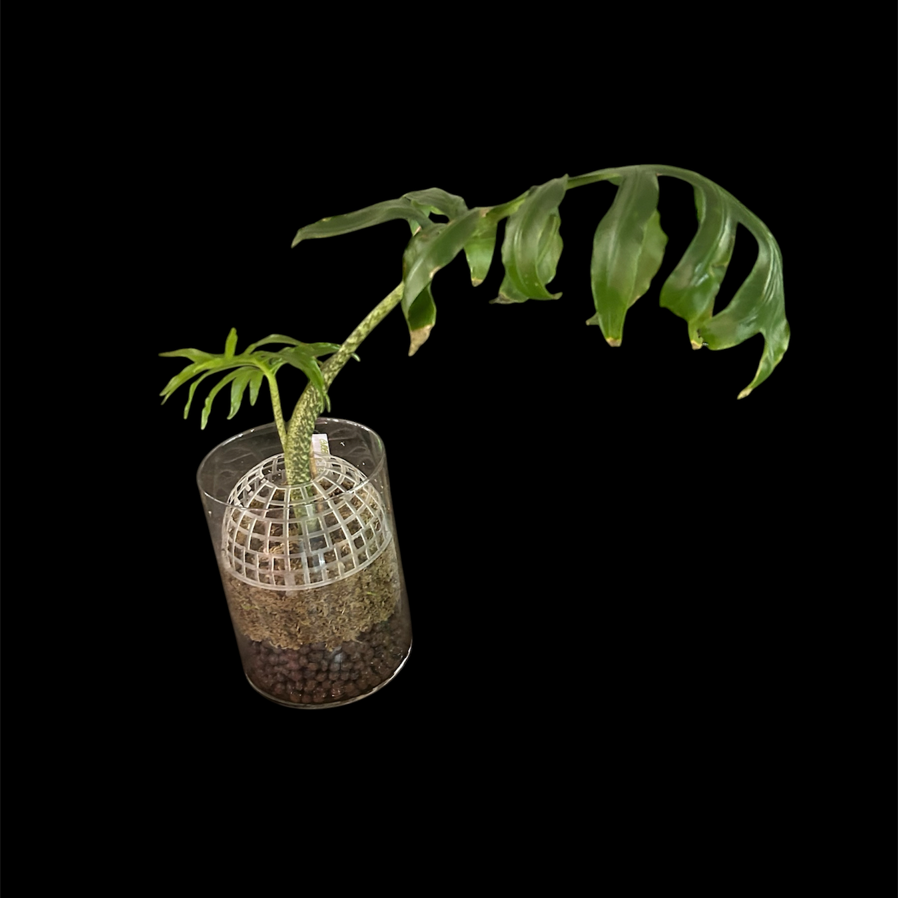 Photo of the plant species Alocasia 'Pink Passion' by @YammieOf3 named Alocasia LRR ‘Pink Passion’ on Greg, the plant care app