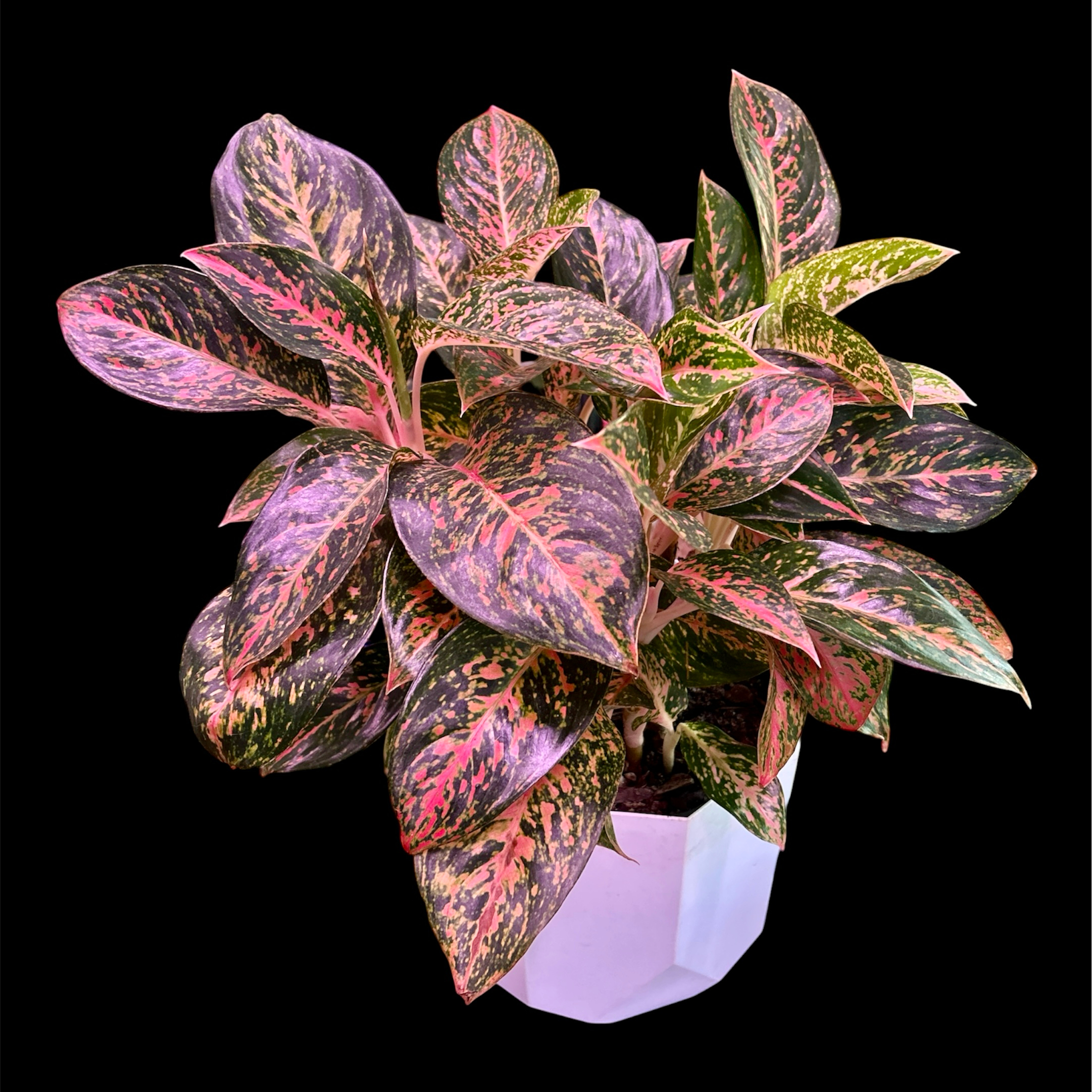 Photo of the plant species Aglaonema 'Chanel' by @YammieOf3 named Aggie UNST2 ‘Chanel’ on Greg, the plant care app