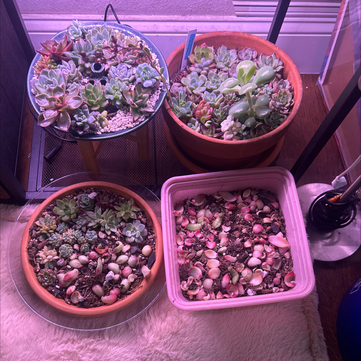 Photo of the plant species korean succulent by @YammieOf3 named Succulents TVSR Korean varieties on Greg, the plant care app
