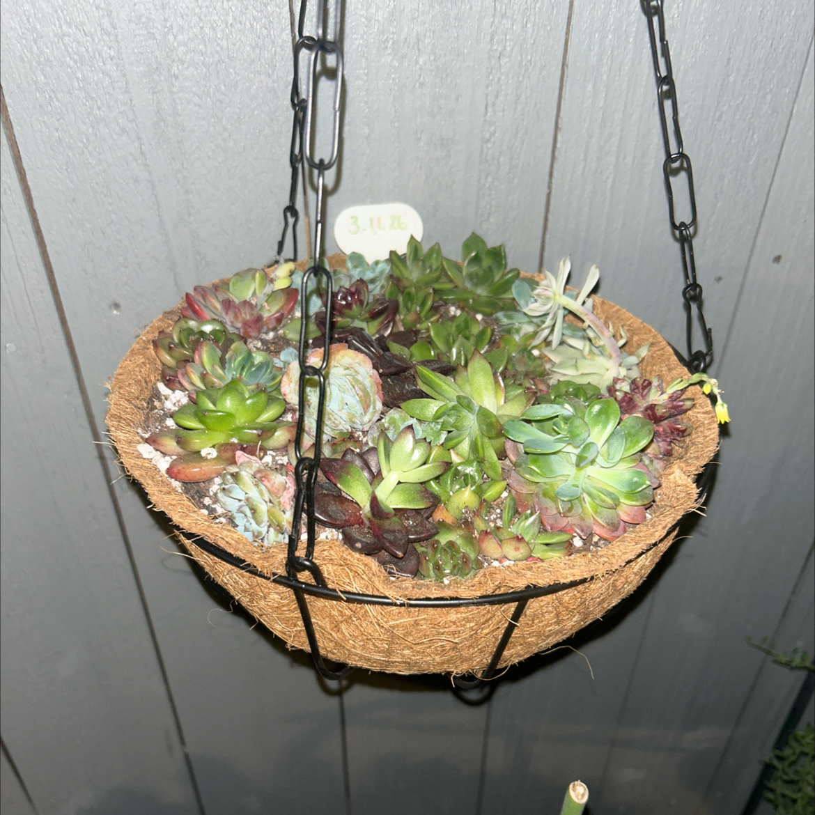 Photo of the plant species korean succulent by @YammieOf3 named Succulents TVSL Korean varieties on Greg, the plant care app