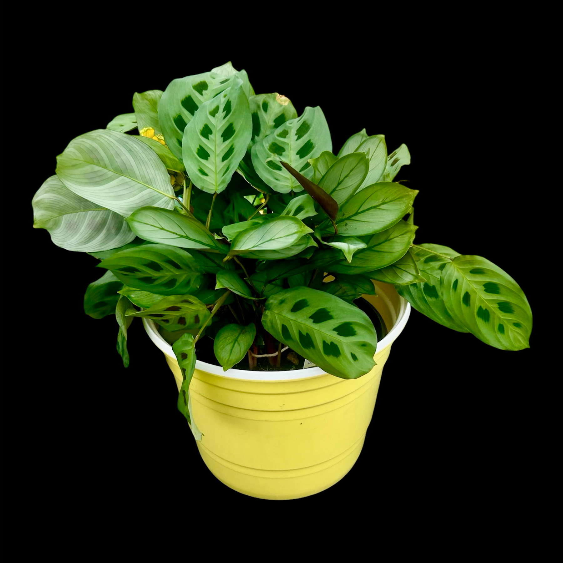 Photo of the plant species Maranta Prayer Plant by @YammieOf3 named Maranta LRR ‘Beauty Kim/Grey Star on Greg, the plant care app