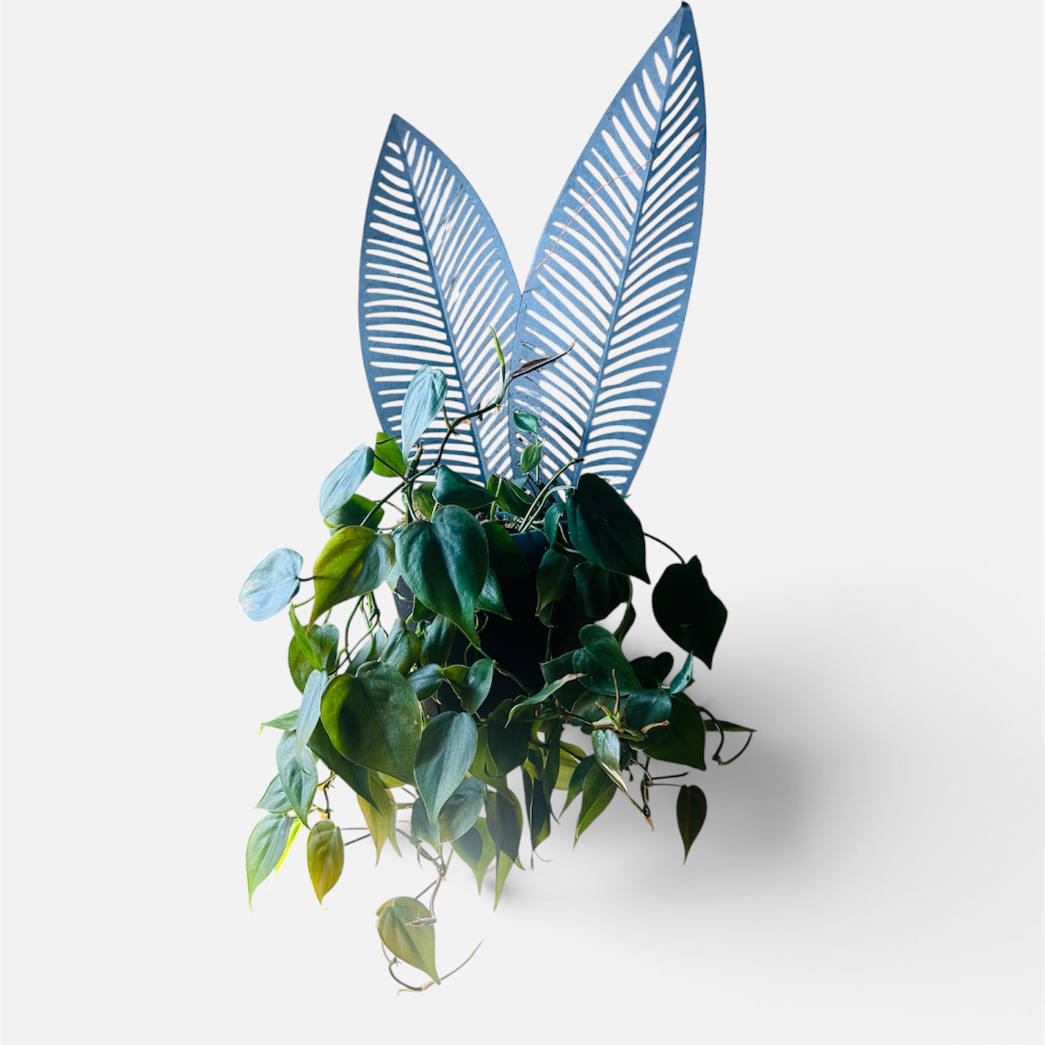 Photo of the plant species Philodendron 'Rio' by @YammieOf3 named Philo BTHRMW ‘Rio&HeartLeaf’ on Greg, the plant care app