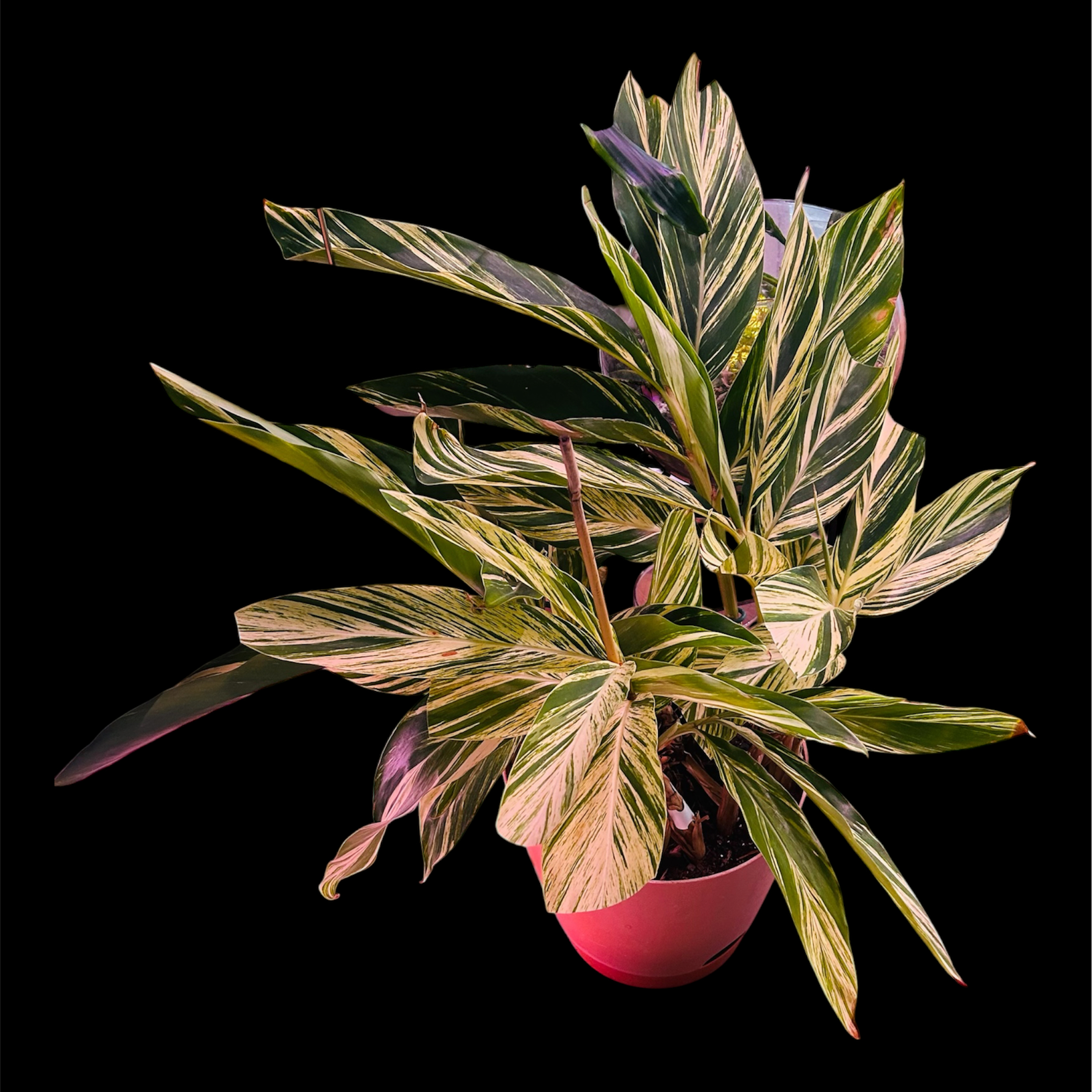 Photo of the plant species Variegated Shell Ginger by @YammieOf3 named Ginger Shell var. BD from Rodney 2026 on Greg, the plant care app