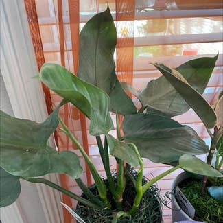 Silver Sword Philodendron plant in Waxahachie, Texas