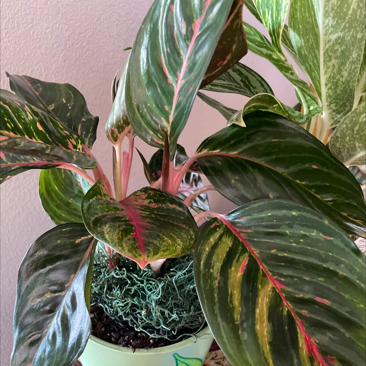 Aglaonema 'Emerald Beauty' plant with vibrant green and pink variegated leaves.