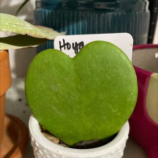 Sweetheart Hoya plant in Waxahachie, Texas