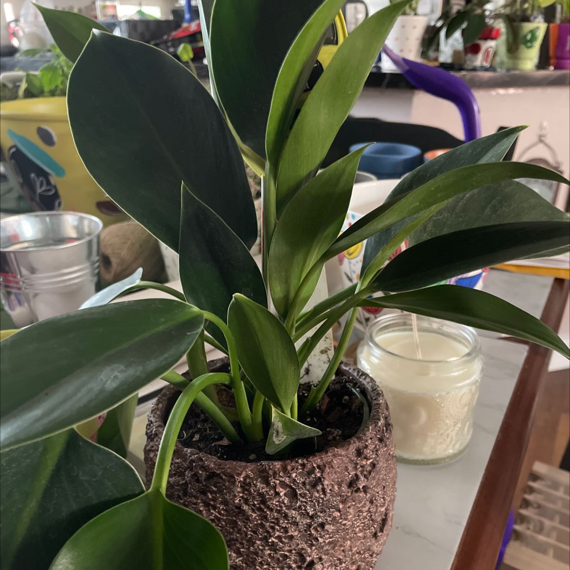 Healthy Green Princess plant in a textured pot on a table indoors.