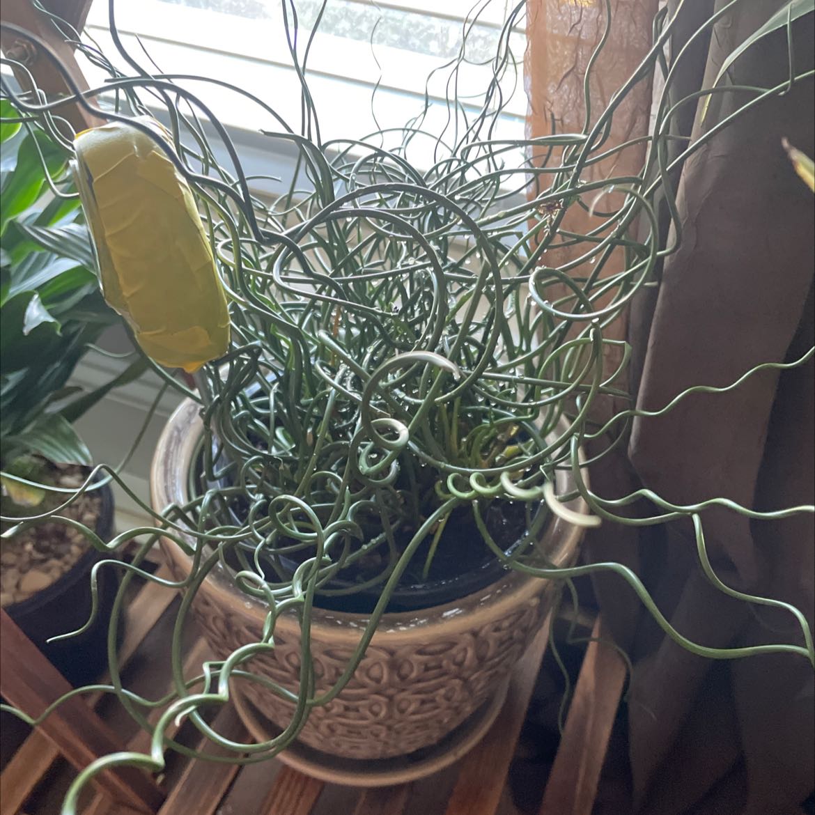 Corkscrew rush plant in a decorative pot with twisted stems, appears healthy.