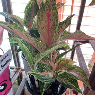 Aglaonema plant in Waxahachie, Texas