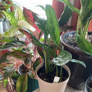 Chinese Evergreen plant in Waxahachie, Texas
