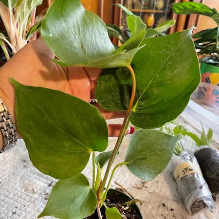 Photo of the plant species Anthurium 'Oaxaca' by Yammieof3 named Anthurium Oaxaca (LR Lside plant rack) on Greg, the plant care app