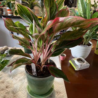 Red Chinese Evergreen plant in Waxahachie, Texas