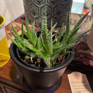 Aloe descoingsii plant in Waxahachie, Texas