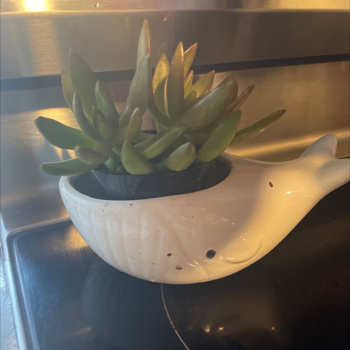 Sedum adolphi 'Sunset' plant in a white whale-shaped pot, healthy and well-centered.