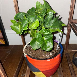 Philodendron 'Super Atom' plant in Waxahachie, Texas