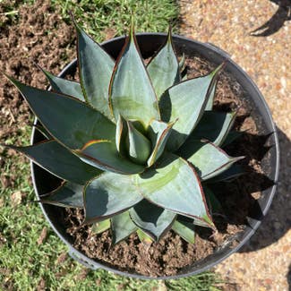 Agave 'Blue Glow' plant in Waxahachie, Texas