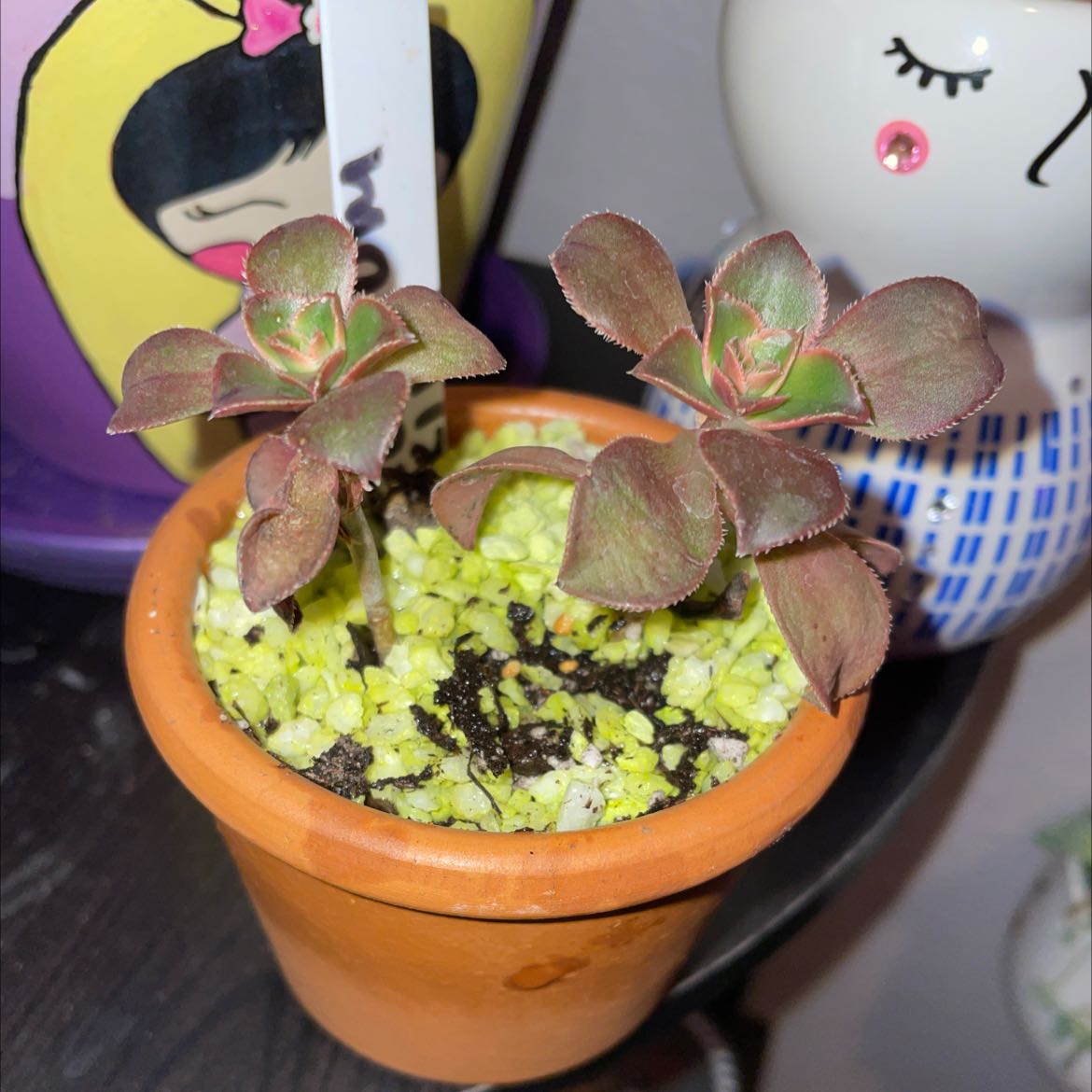 Aeonium 'Kiwi' plant in a terracotta pot with visible soil, well-framed and in focus.