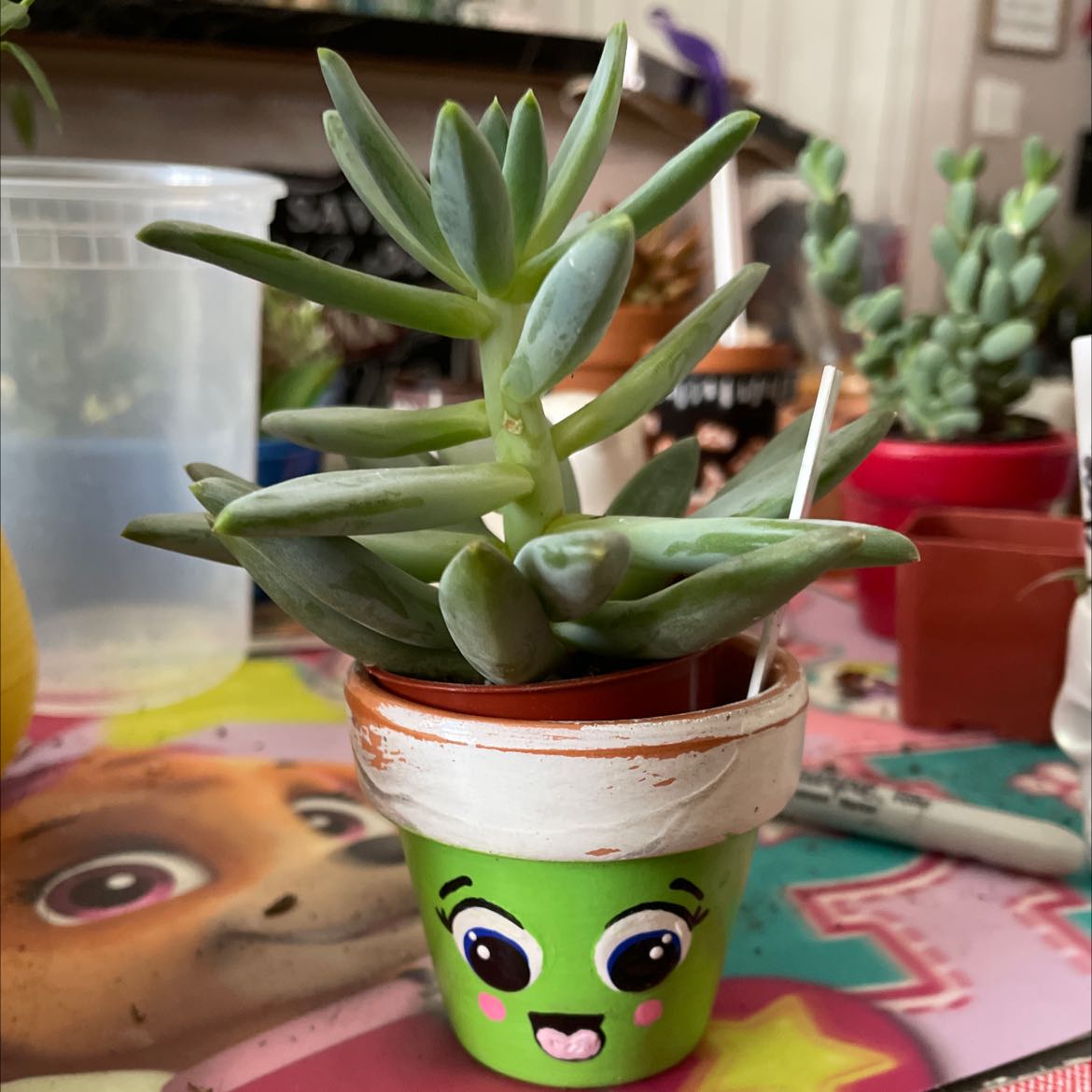 Pachyphytum hookeri succulent in a decorated pot with other plants in the background.