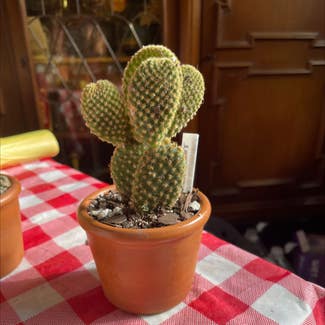 Bunny Ears Cactus plant in Waxahachie, Texas
