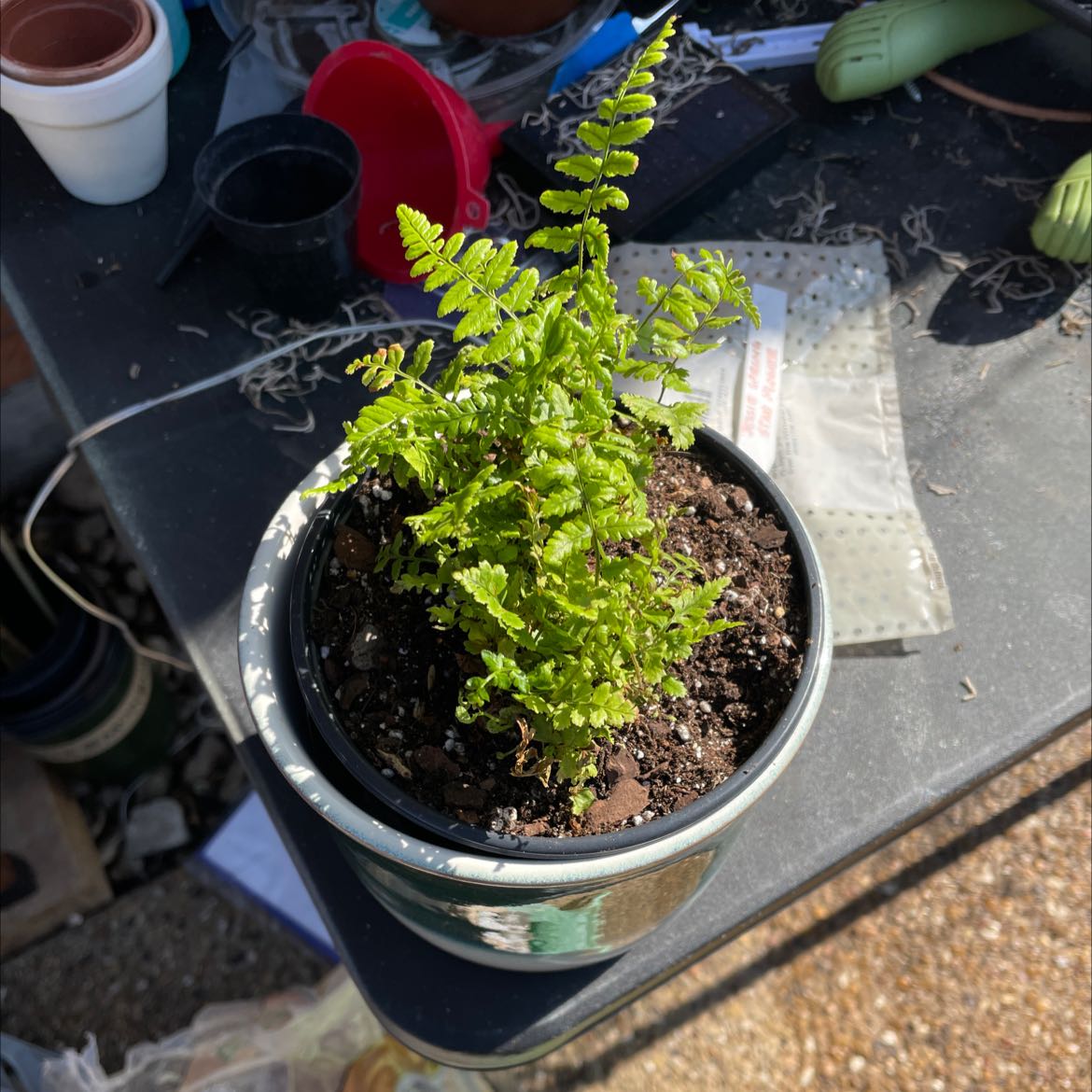 Plant care for Alpine Wood Fern on Greg, the plant care app