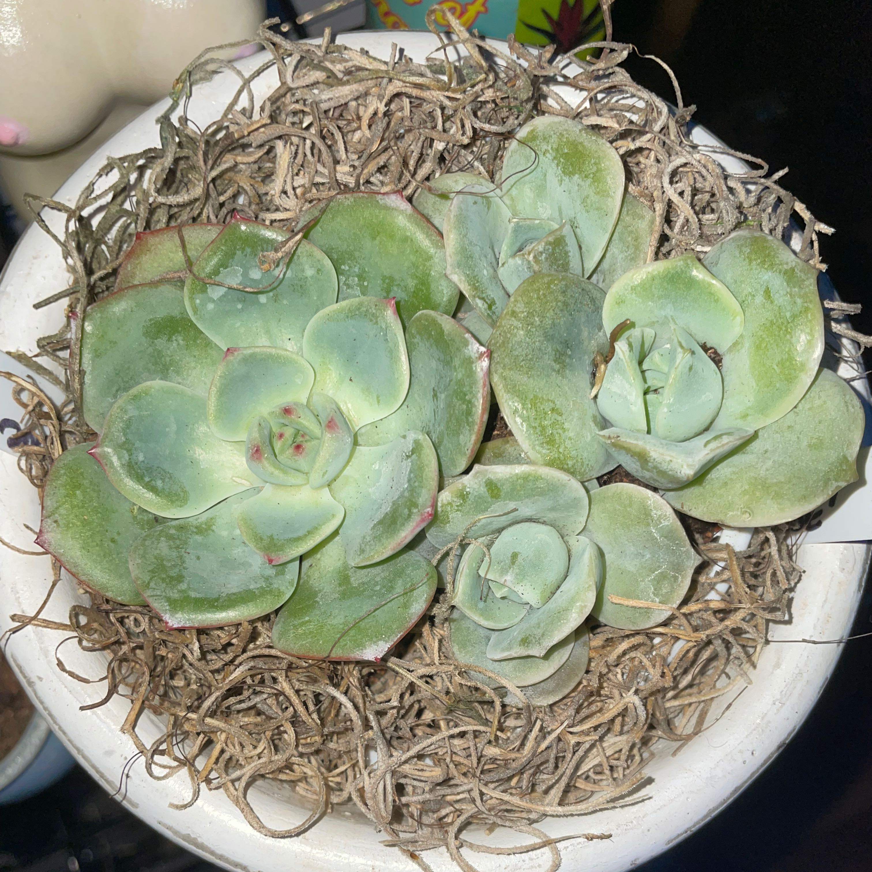 Graptoveria 'Lovely Rose' succulent in a pot with dried moss, appears healthy.