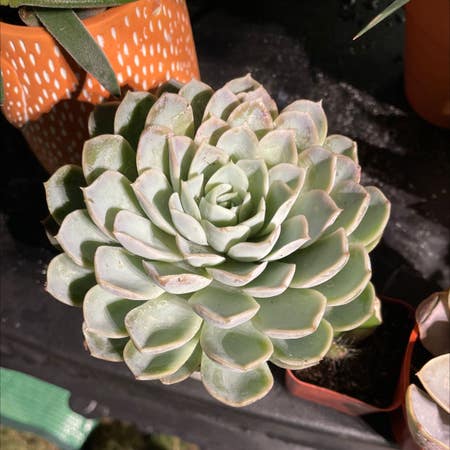 Photo of the plant species Echeveria White Cloud by Yammieof3 named Echeveria WhiteCloud (backyard on Greg, the plant care app